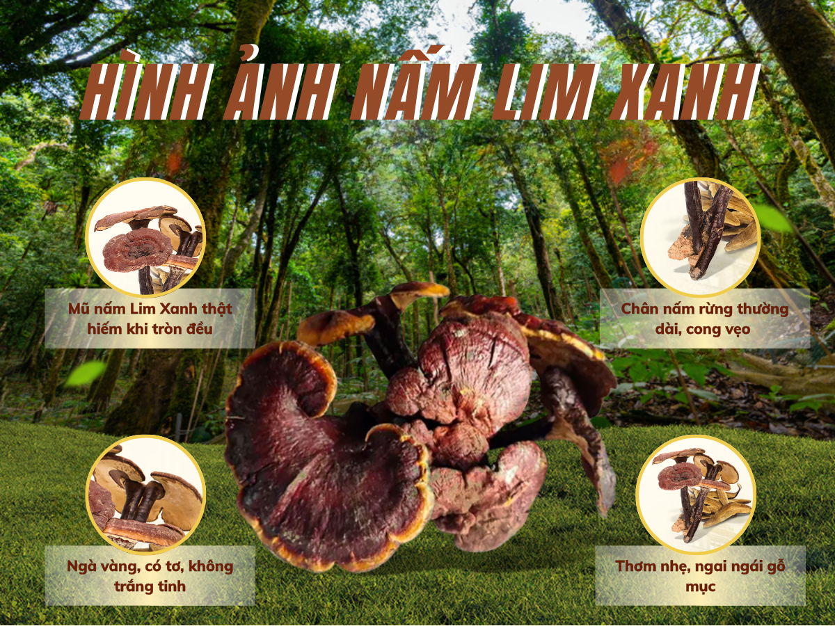 ph&acirc;n biệt nấm Lim Xanh rừng v&agrave; trồng